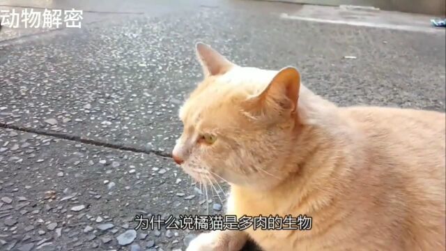 橘猫是多肉的动物,你知道吗?