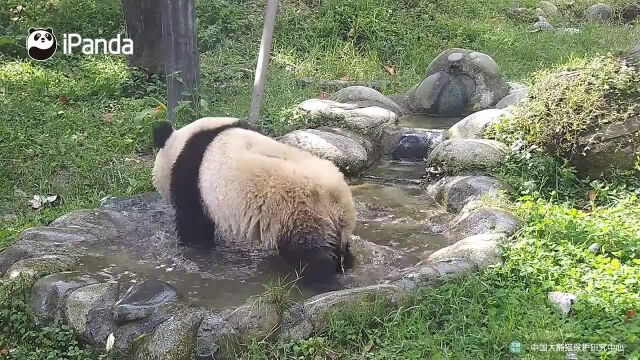 熊猫划水不用桨,全靠一身嘟嘟肉在水里浪!