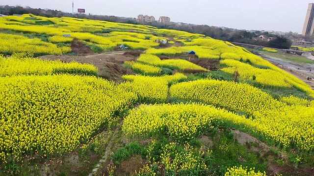 成都市新都区斑竹园镇 成都诺贝尔公园 周末游玩好地方