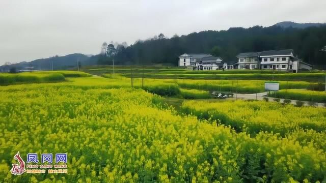 凤冈进化镇临江村油菜花已开