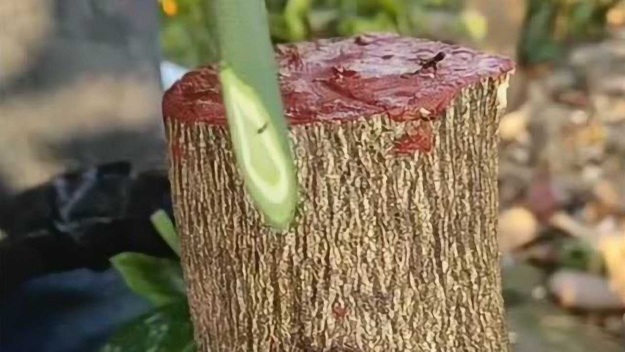 果树嫁接新技术,嫁接后的果树可在最短时间结果,农民伯伯的福音!