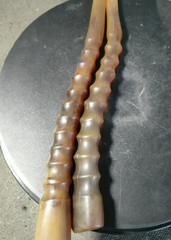 一对漂亮的藏羚羊角已经包浆了色泽鲜艳