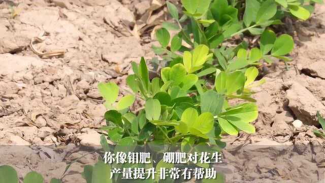 花生空壳秕果多,只需施肥用上它,花生个个饱满产量高