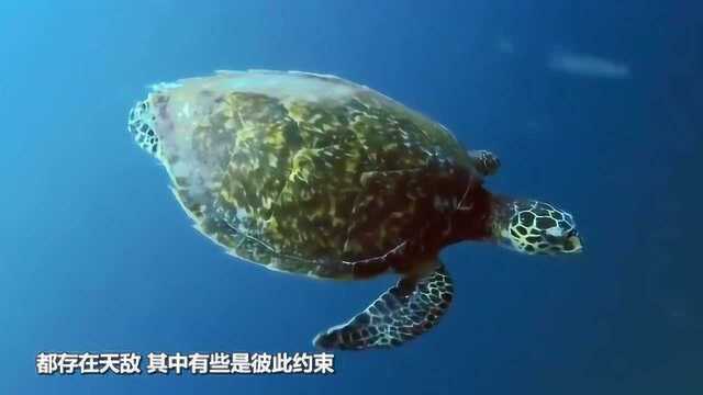 海龟最大的“天敌”,一旦被寄生,海龟就只能等死!