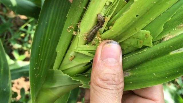 专家谈草地贪夜蛾虫害:“杀伤力”不如非洲蝗虫