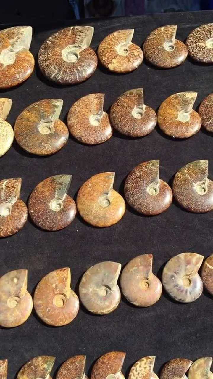 这样的海螺贝类的化石外形真的很好看,用来装饰也非常不错