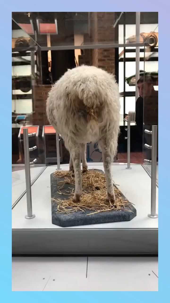 世界上第一只克隆羊多莉标本连粑粑都一起保存了