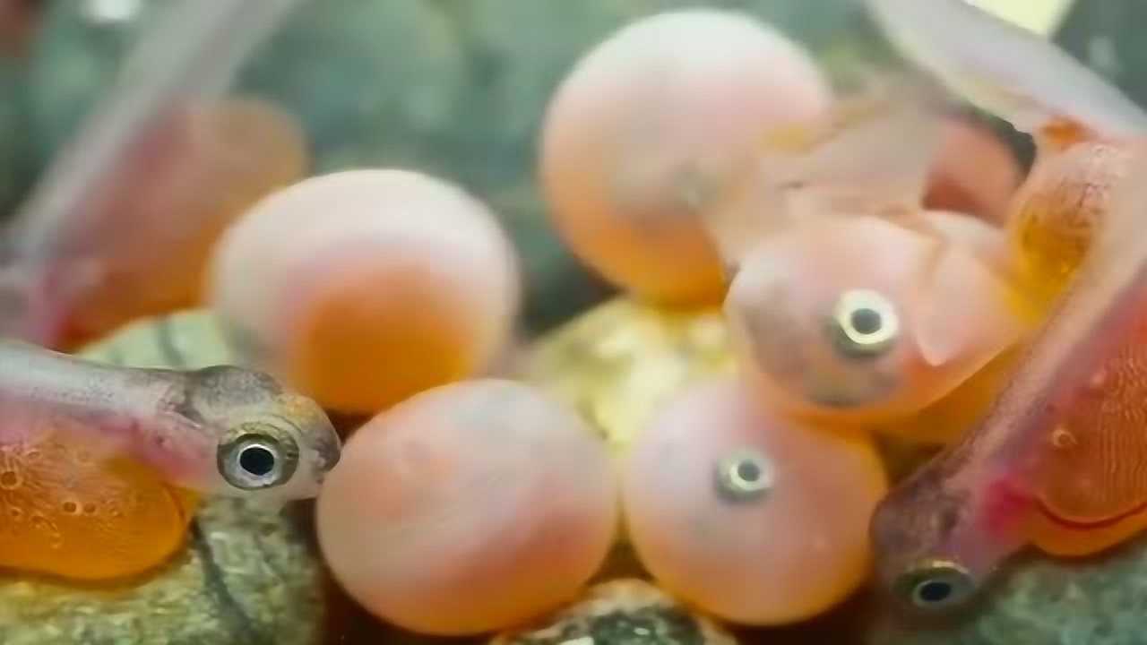 又萌又可爱的金鱼宝宝它的出生过程是怎样的呢快来看看吧