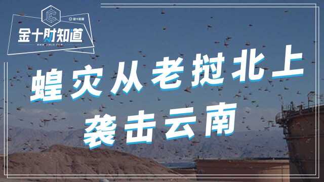 全球肆虐!蝗灾由老挝北上袭击云南普洱市,373架“无人机”建功