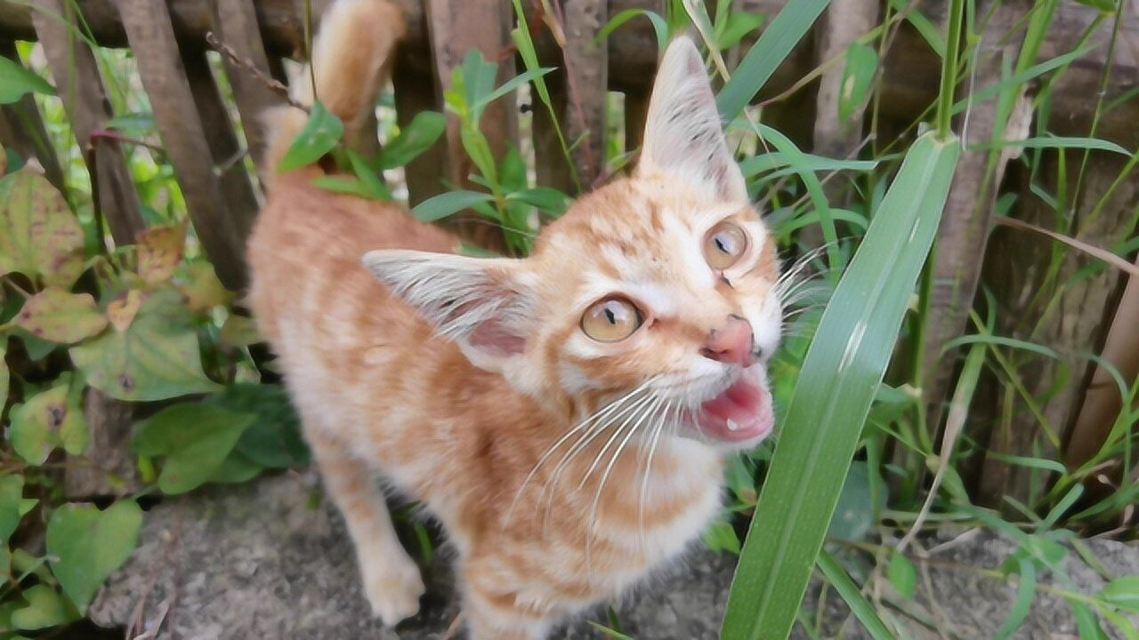 5个月大的农村小橘猫,奶声奶气的叫声萌死人了