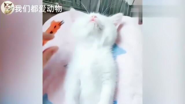 超萌喵星人,温顺猫咪躺着经常被主人逗弄,太可爱了