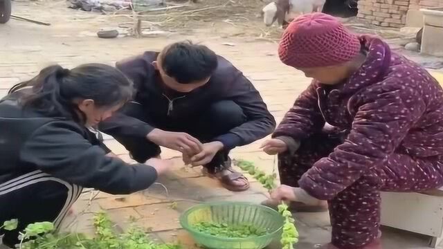 又到了吃榆钱的季节,这样的场面,让人想起了小时候!