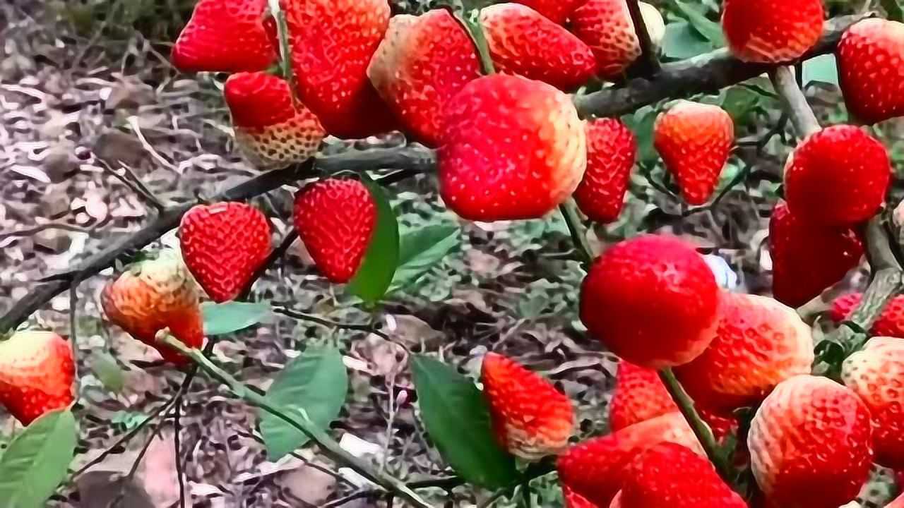长在树上的草莓,这样的草莓看着更想吃,比长在地上的要好看新鲜多了!