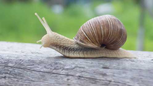 蜗牛是如何繁殖的？小蜗牛的妈妈也是别人的爸爸，雌雄同体？