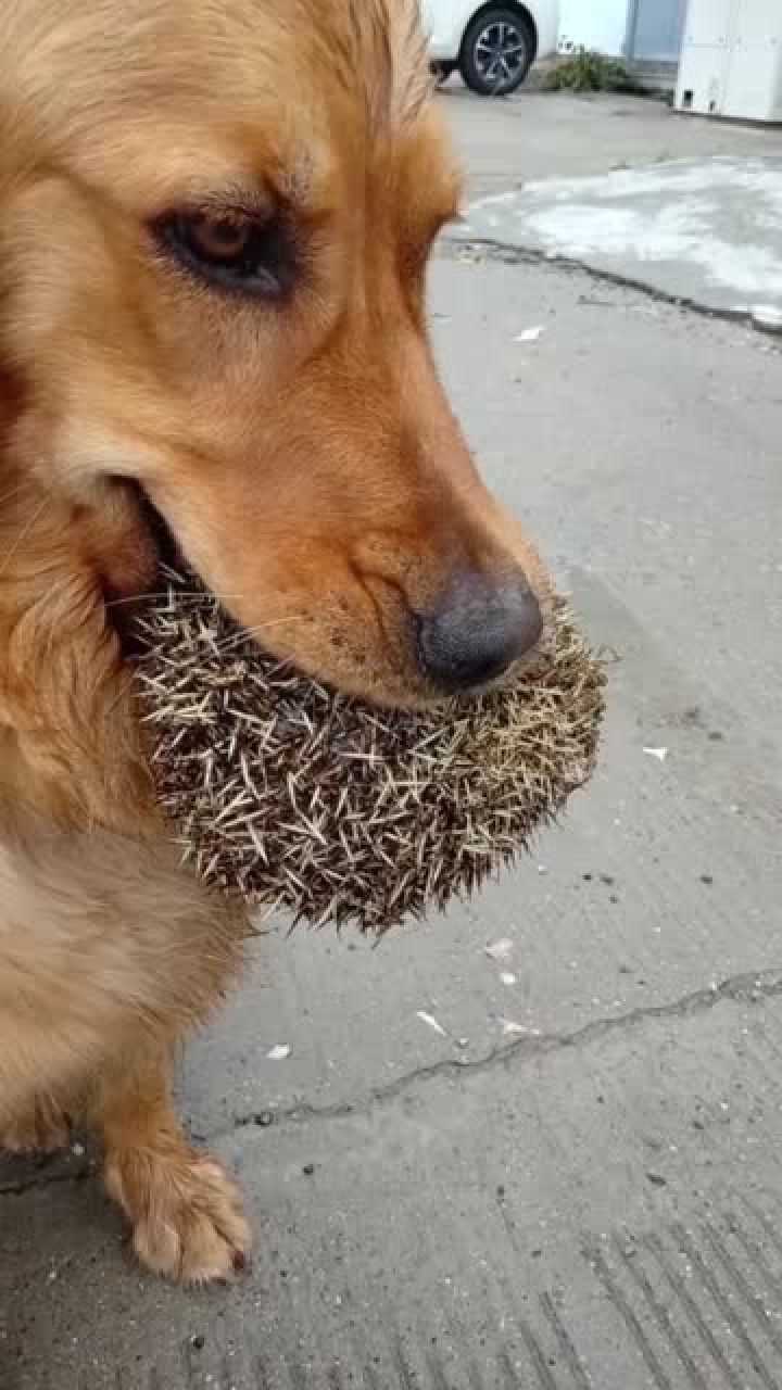 狗咬刺猬无处下牙,看来这个是这句话是假的