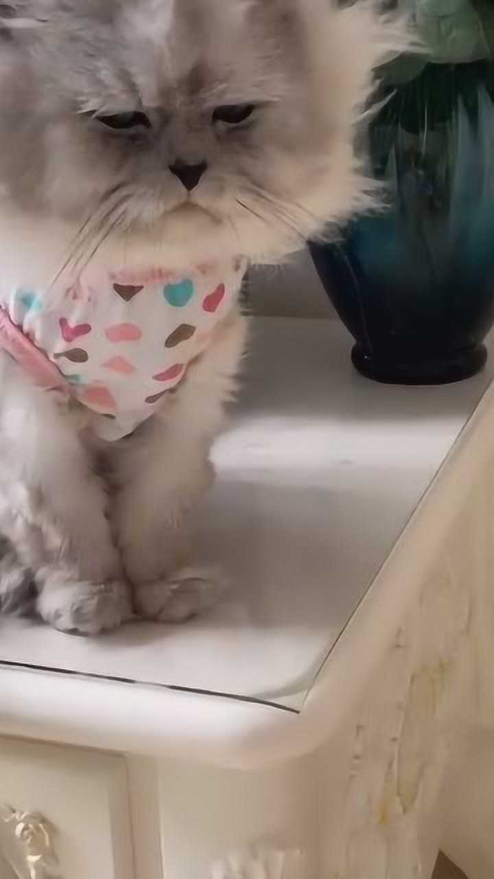 喵星人炸毛一副没睡醒的模样像金毛狮王一样