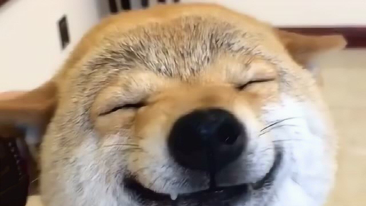 柴犬的微笑太有感染力了每次回家一天的压力瞬间消失了