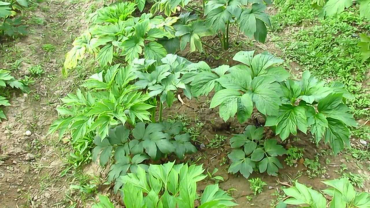 民间称为长寿草的野草,能有效的降低血糖,在我国已经大面积种植!