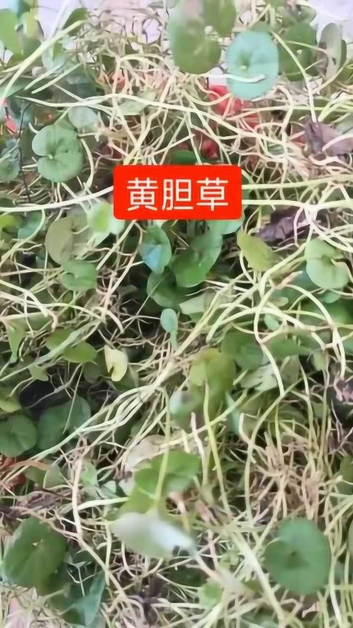 黄疸草,大家认识吗,这种中草药的功效是什么