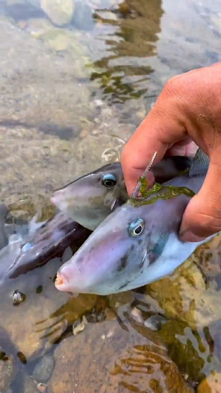 这种鱼嘴巴特别小,牙齿很锋利