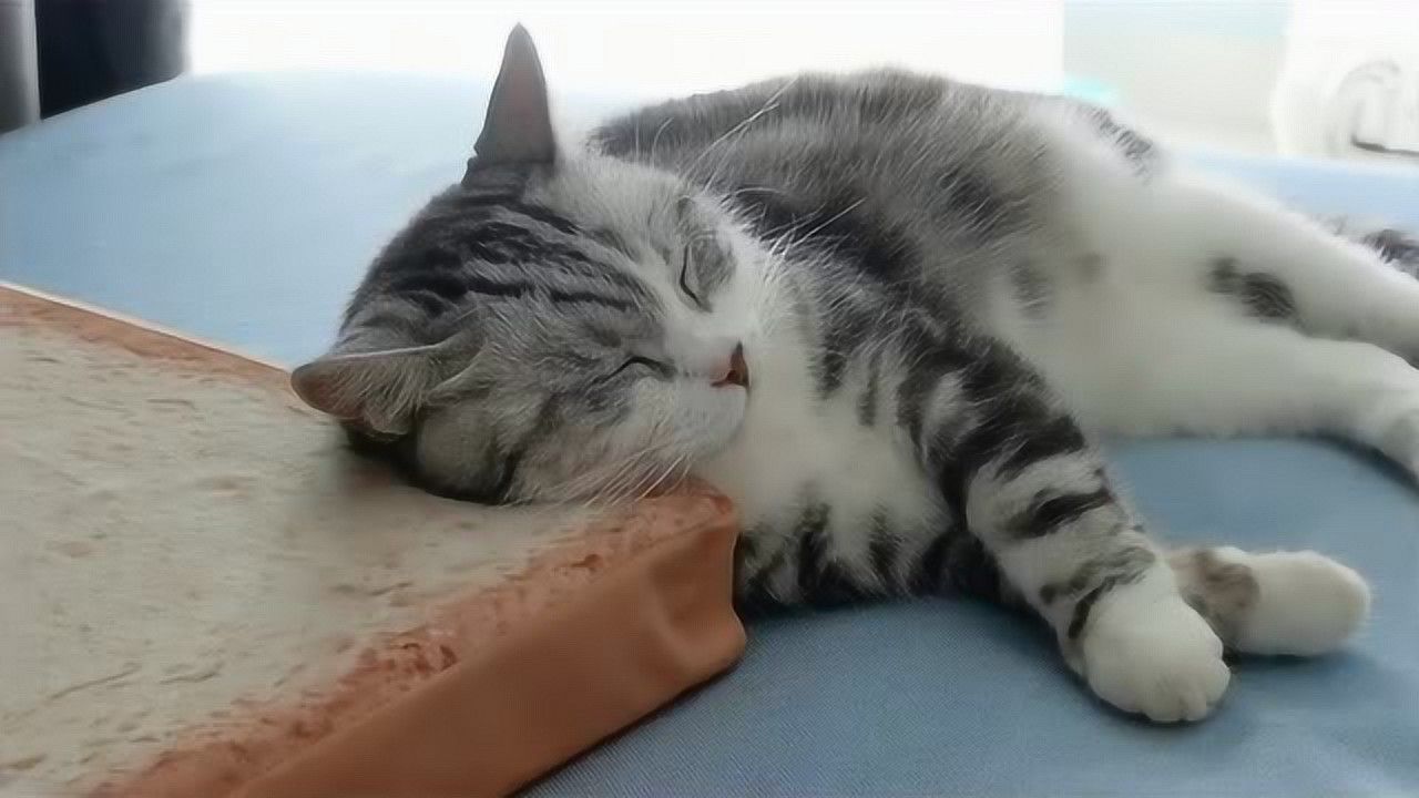 安安静静睡觉的猫咪,太可爱了