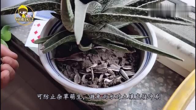 瓜子壳你还在扔吗?记得要留下,省钱又实用,快去找找