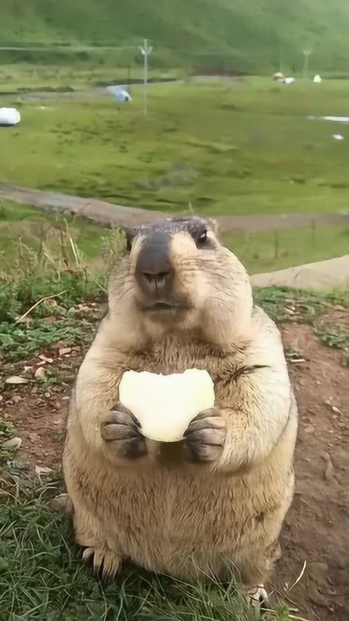 看这只土拨鼠,都这么肥了还吃呢,看样子挺喜欢吃雪饼的