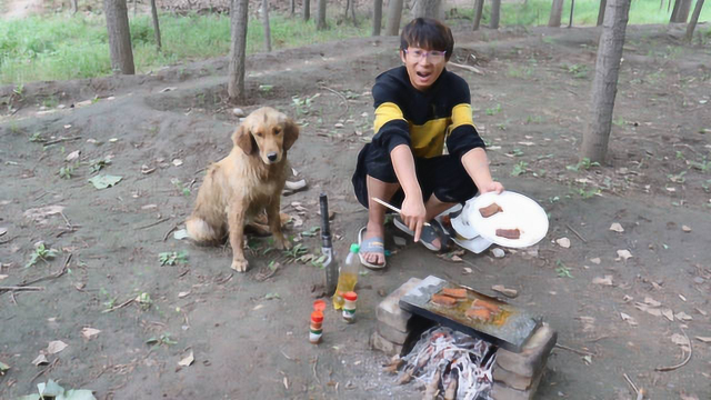 【田野小亮】-记录与狗狗的农村生活