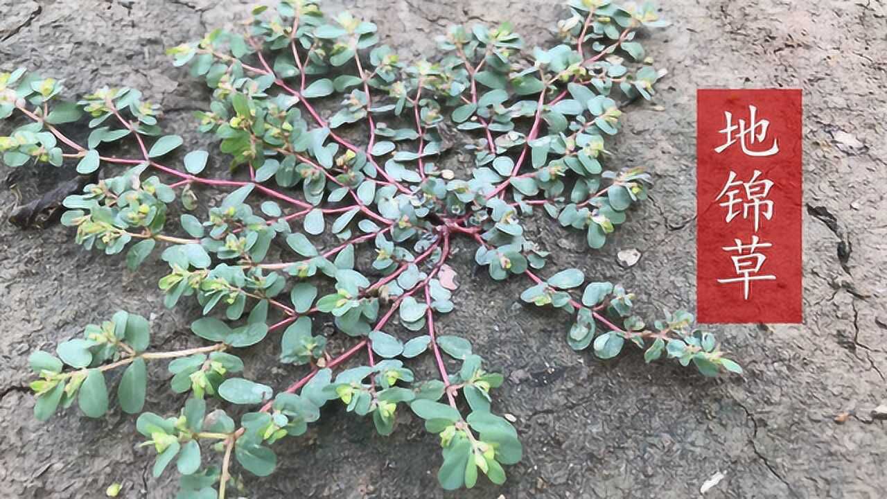 植物地锦草,人称“血见愁”,止血功能很强大,你认识吗?_高清1080P在线观看平台_腾讯视频