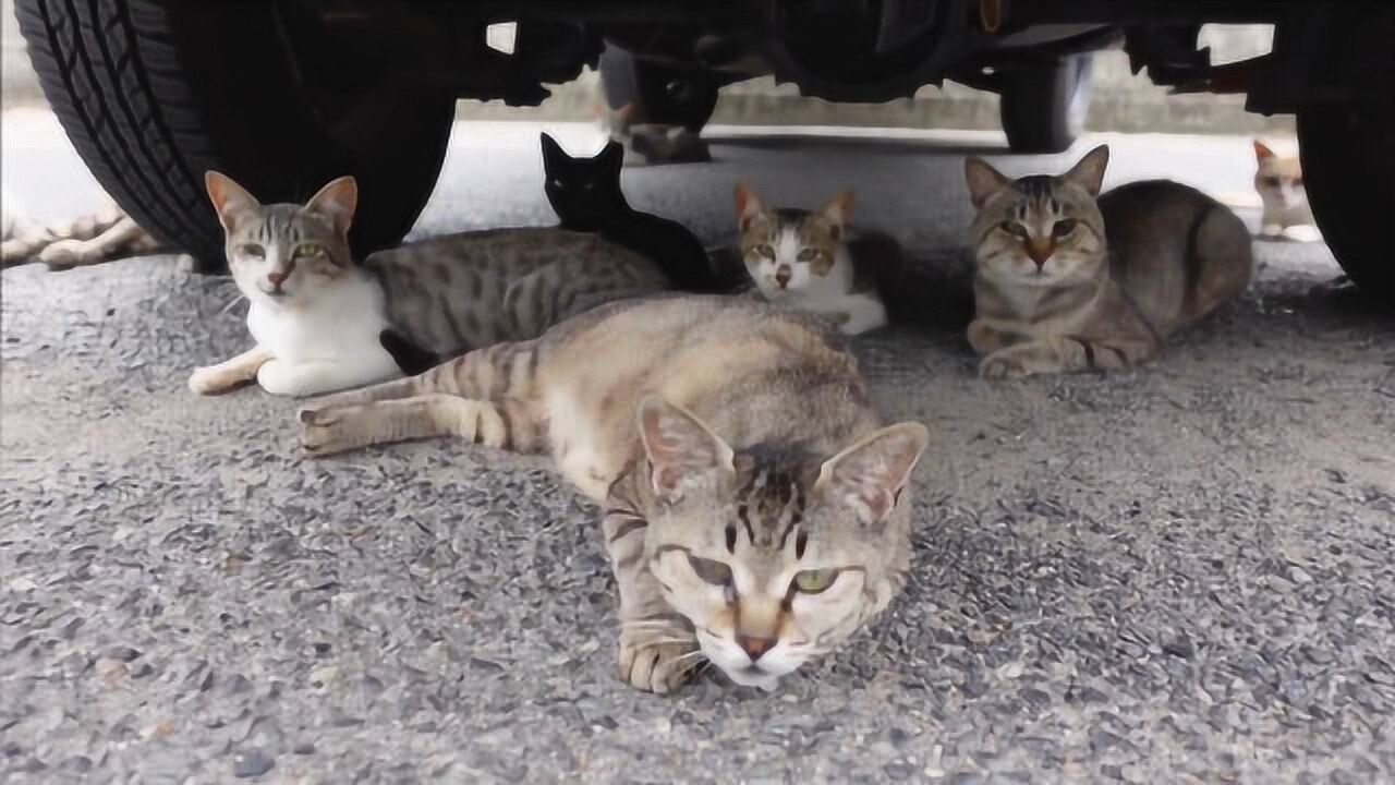 走近汽车底下的猫咪聚会现场,两只手有点撸不过来