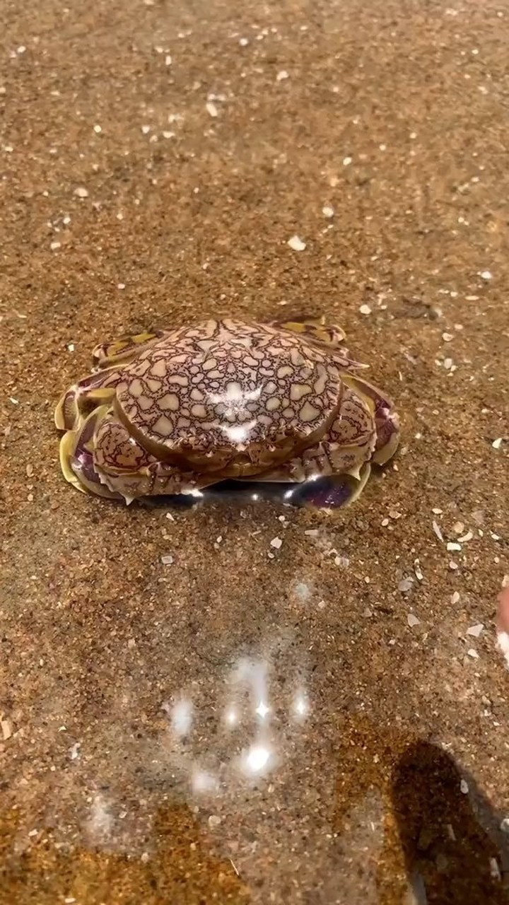 让你见识下螃蟹卧沙,速度真的是超级快的!