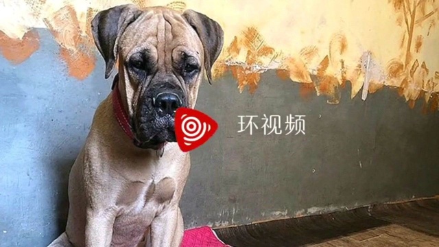 斗牛犬马鲁被主人送走了但它又跑了多公里试图回家忠犬