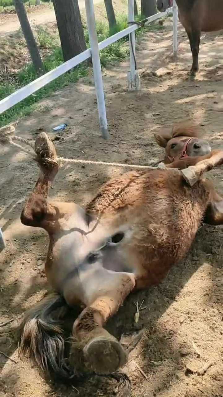 马蹄被缠住了还是需要我来拯救它