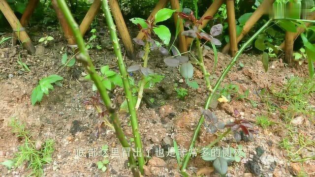 月季花压枝跟没压枝的对比,进来看看你就知道了