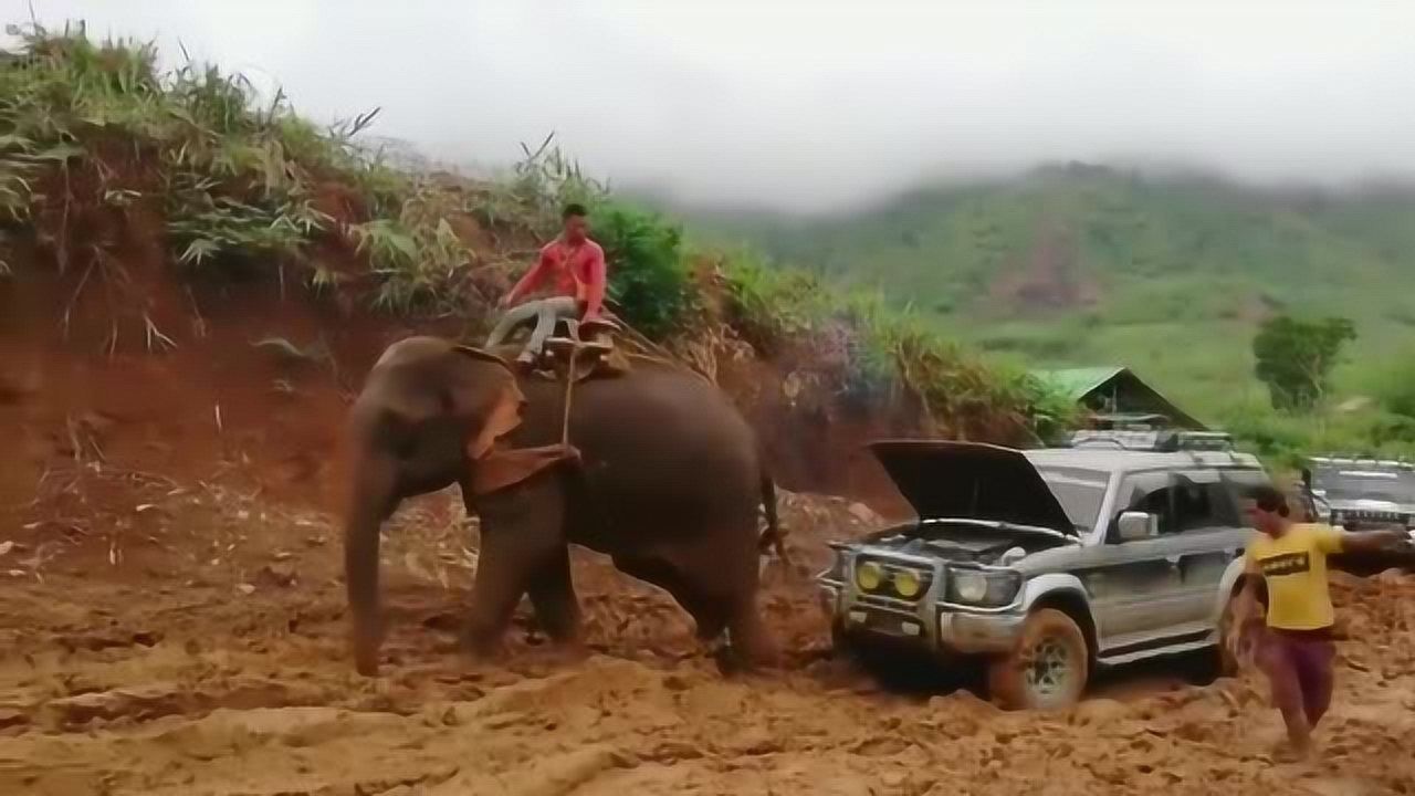 缅甸拖车直接叫大象来拉车,够特别的
