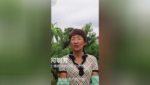 爆汁南汇水蜜桃：比“同龄桃”甜3度，种植技艺还申请了非遗