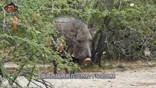 草原西貒:曾被认为灭绝,却再次出现,靠仙人掌活了下来