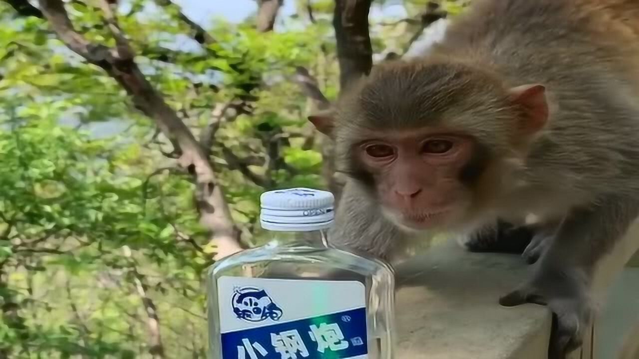 给猴子喝白酒会是怎么样会喝醉吗