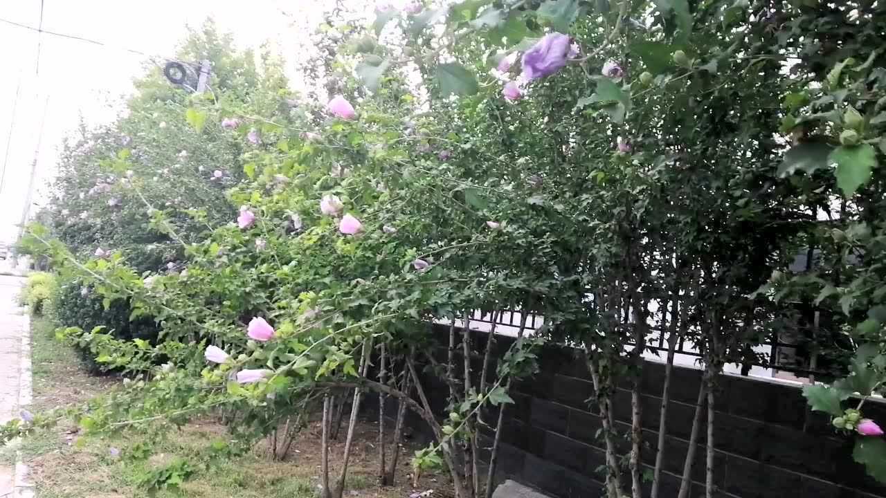 花篱笆墙木槿花听篱笆女人与狗主题曲篱笆墙的影子