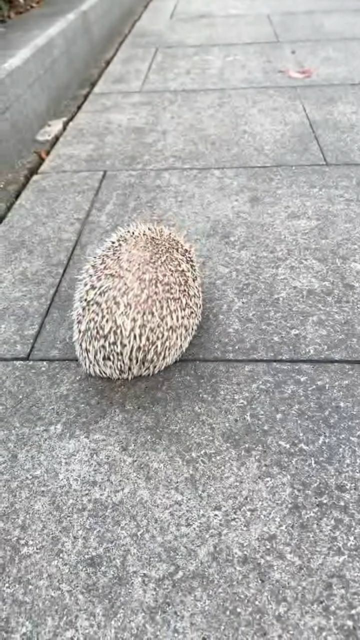 当刺猬遇到危险时瞬间炸刺缩成一团自我保护意识很强啊