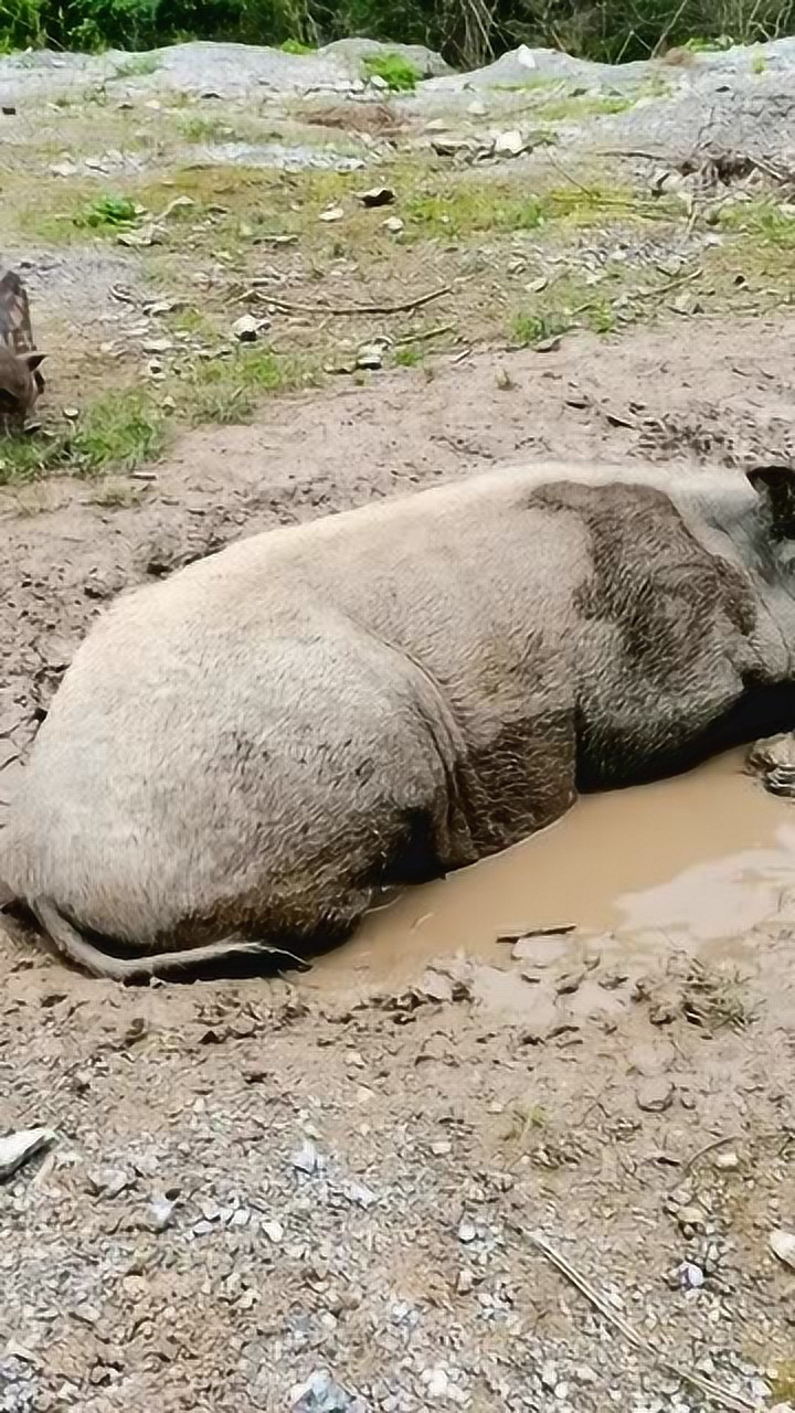 现实版的小猪佩奇,在泥坑里打滚,没你们想的那么可爱!