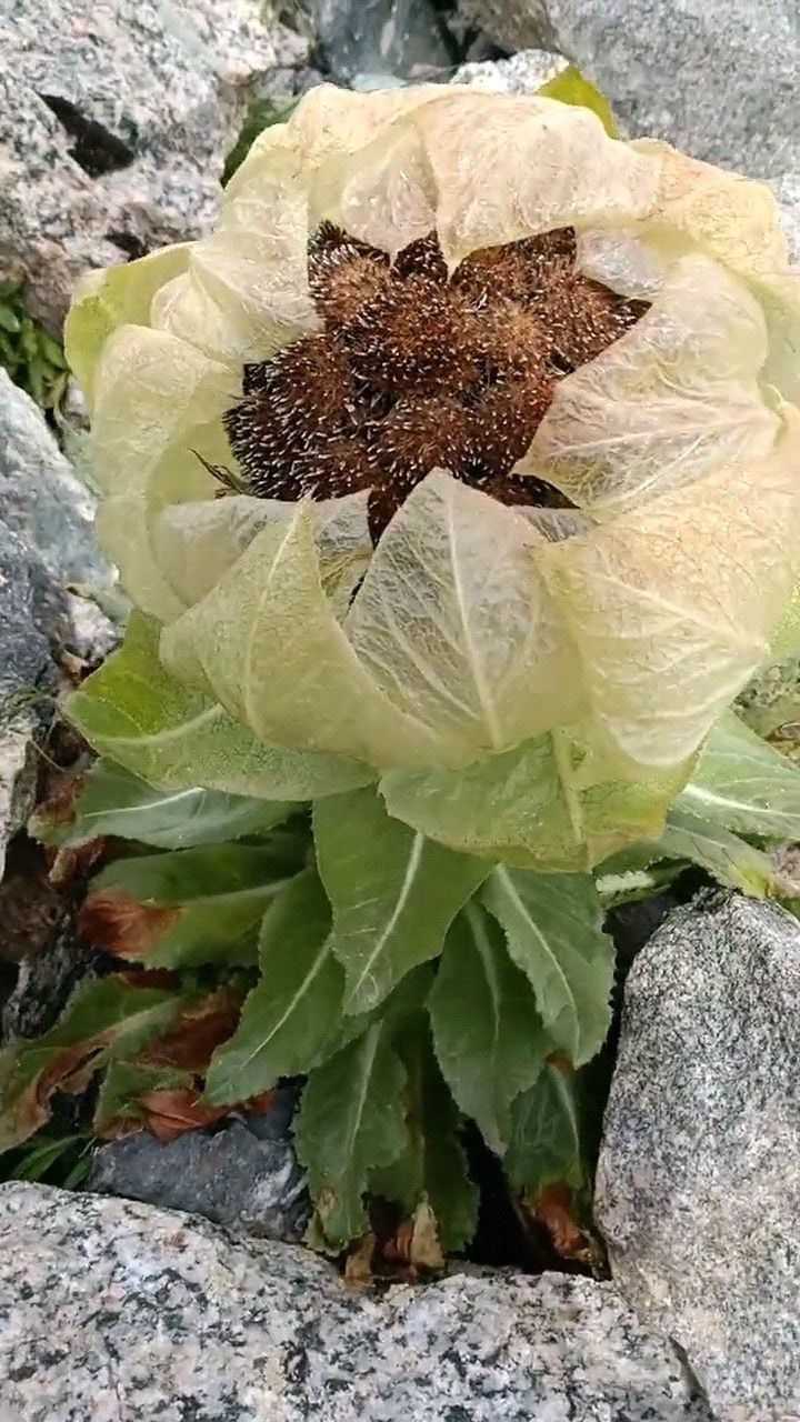 天山雪蓮的生長環境高山亂石