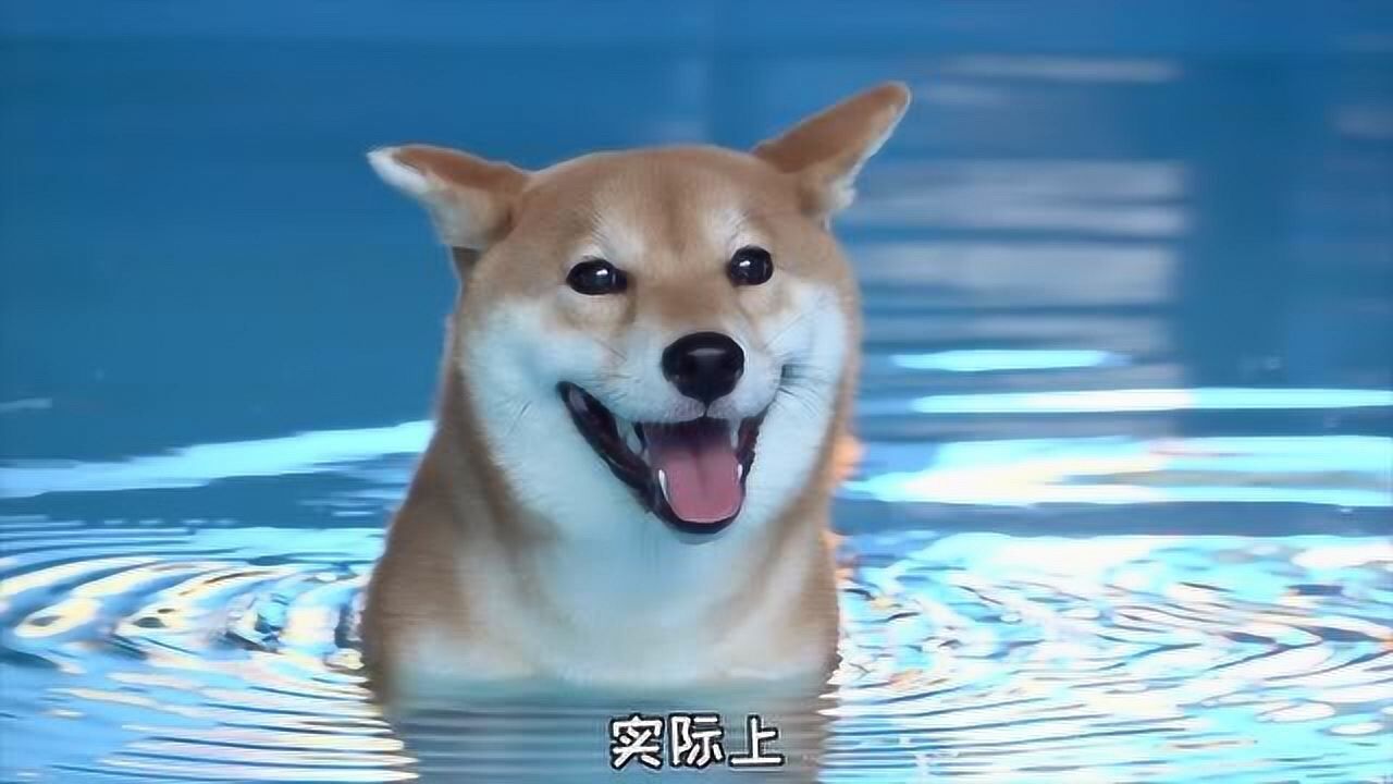 爱喝水的小柴犬,不敢游泳,几次要逃跑_腾讯视频