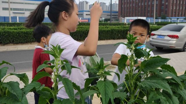 农村常见的芝麻叶,是地道绿色好食材?做成芝麻叶面味道又香又滑