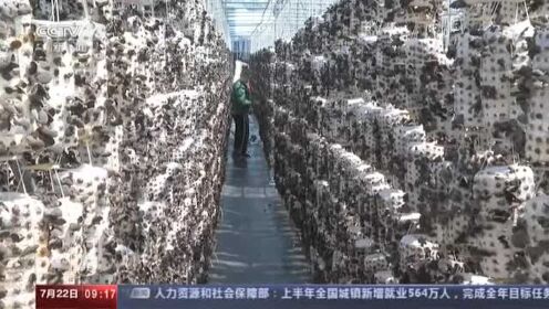黑龙江：小小食用菌 扶贫大产业