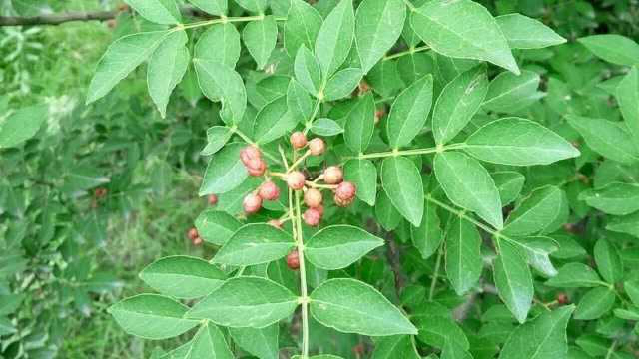 农村没人要的花椒叶,原来用途这么厉害,后悔没有早知道