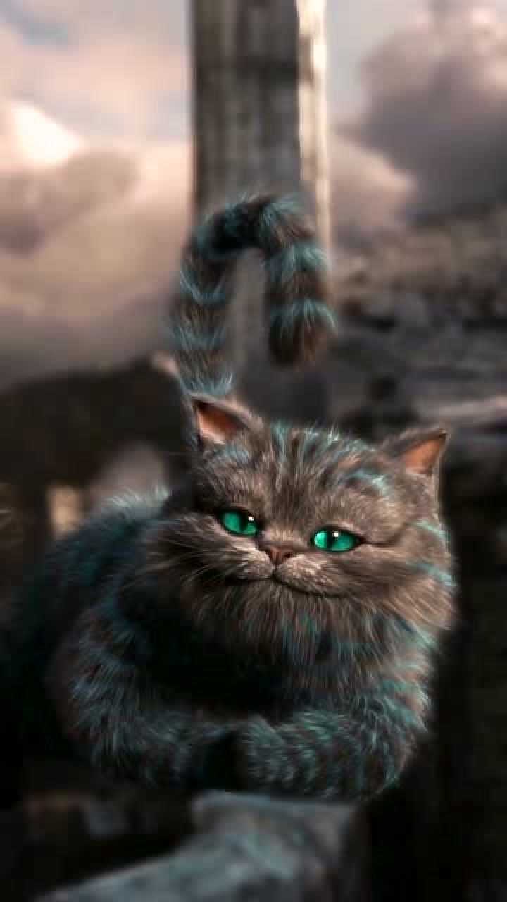 爱丽丝梦游仙境电影片段这猫也太有仙气了好想养一只