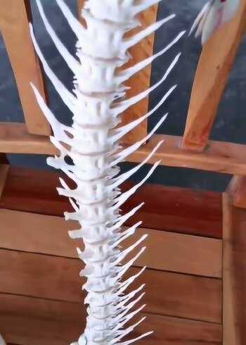 鱼骨头做的烟杆,我敢打赌,你们绝对没见过!