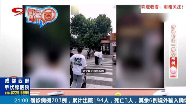 街头长出一颗“心形树”,从未有工人修剪,自然形成引网友热议