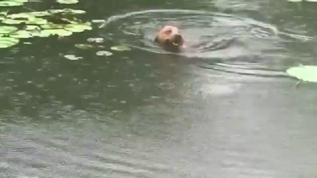 突然又下雨了,我的小狗狗想摘一个荷叶让我当雨伞,心里感动的已经泪奔了